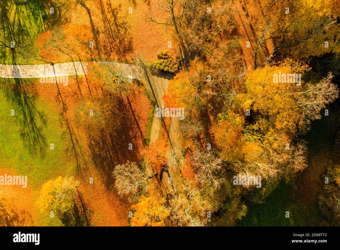 Shot lonely autumn maple leaf hi-res stock photography and images - Alamy