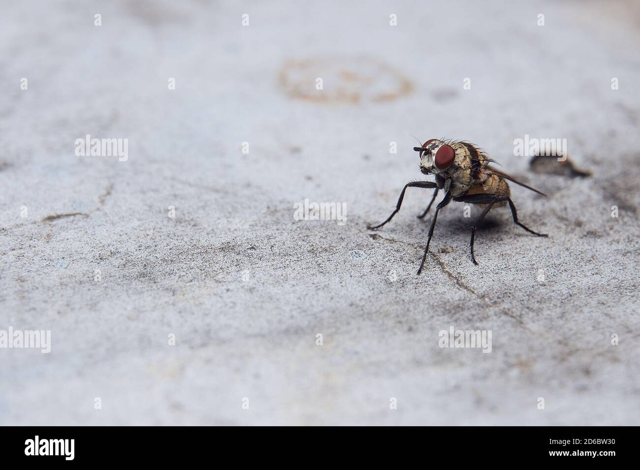 Fruit flies hires stock photography and images Alamy