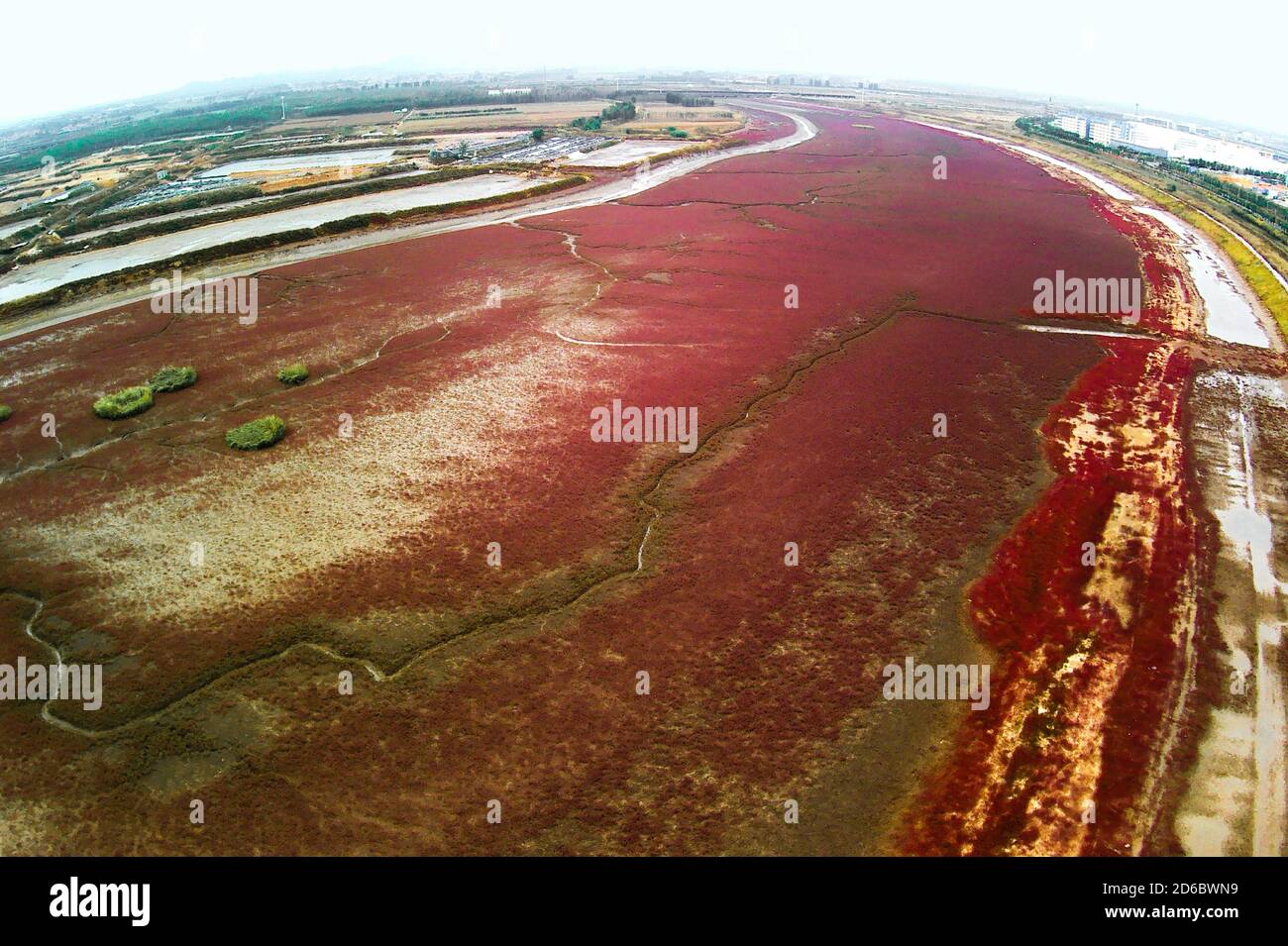 Saline Alkaline Land at Bobby Gifford blog