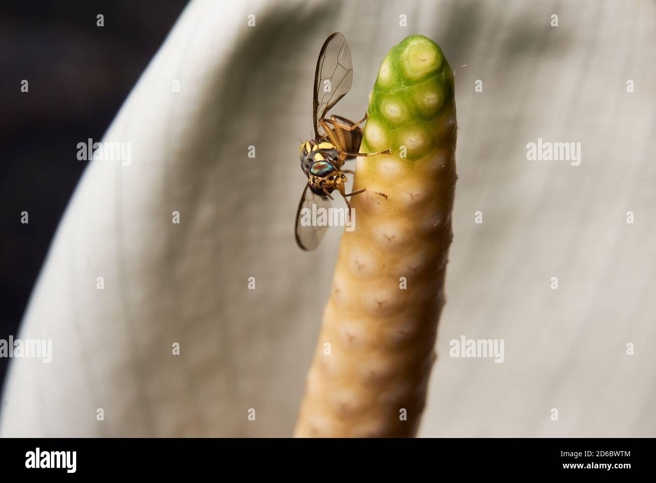 macro photo of fruit flies (Drosophila Melanogaster) in top of lily flower. macro bug and insect world. Stock Photo