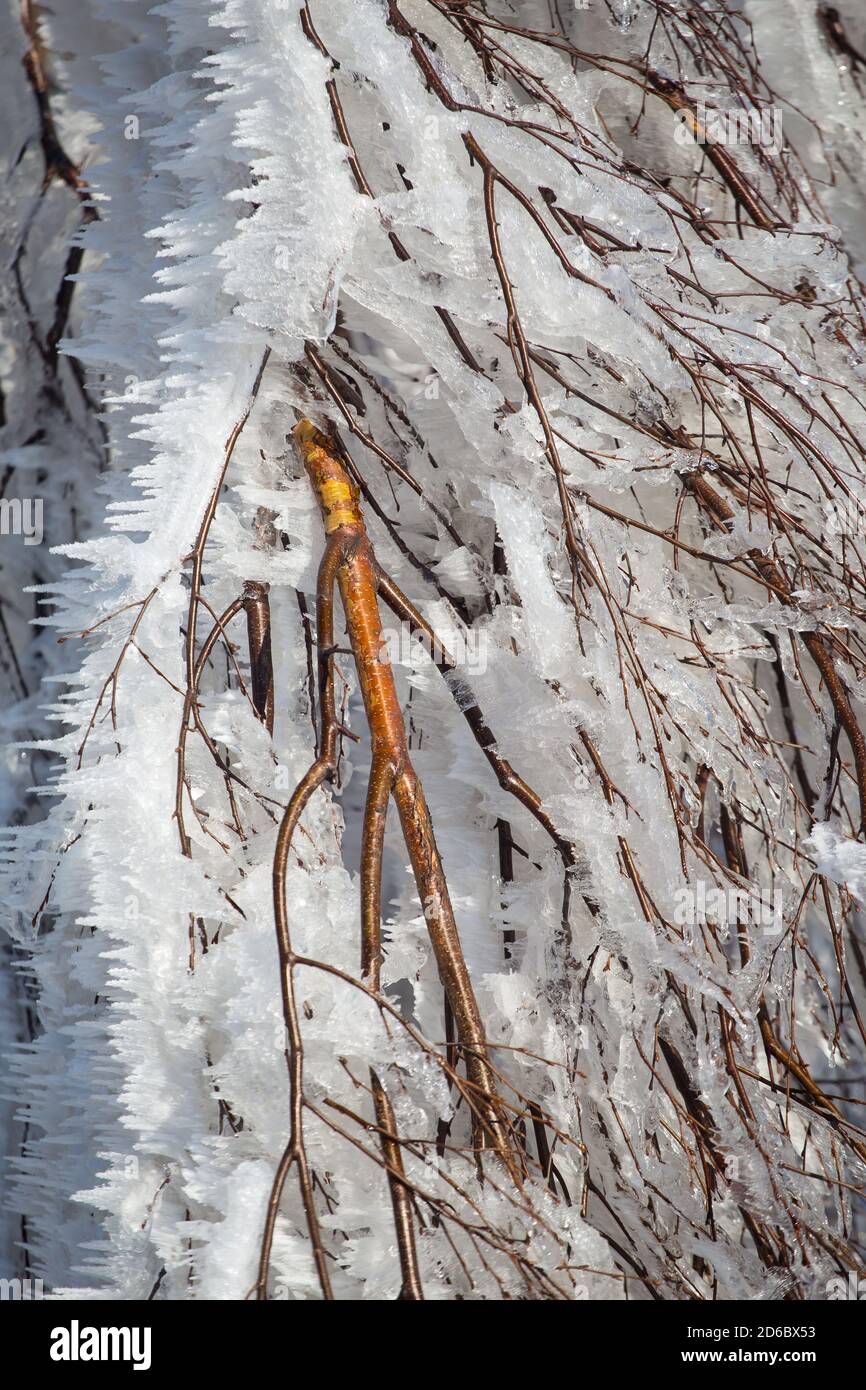 Closeup frozen tree hi-res stock photography and images - Alamy