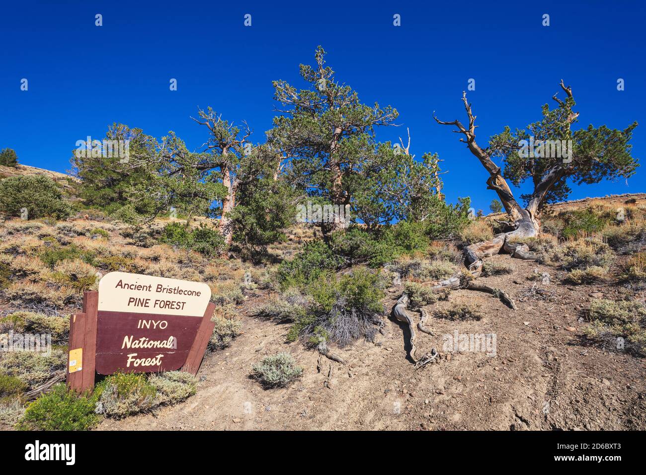 The Ancient Bristlecone Pine Forest in the White Mountains of California Stock Photo