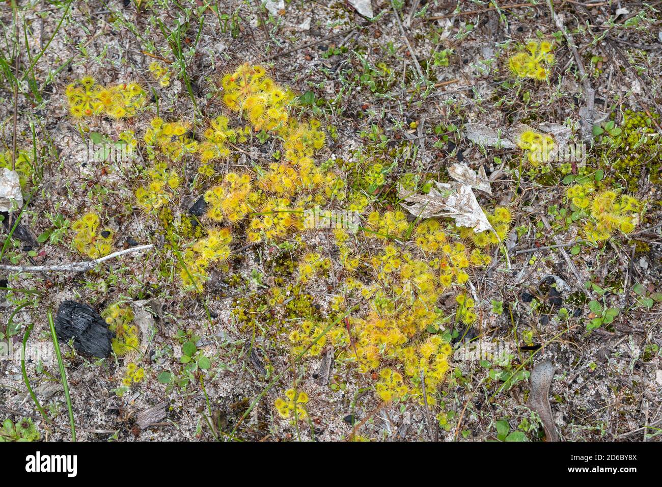 A colony of Drosera glanduligera west of Brookton, Western Australia Stock Photo