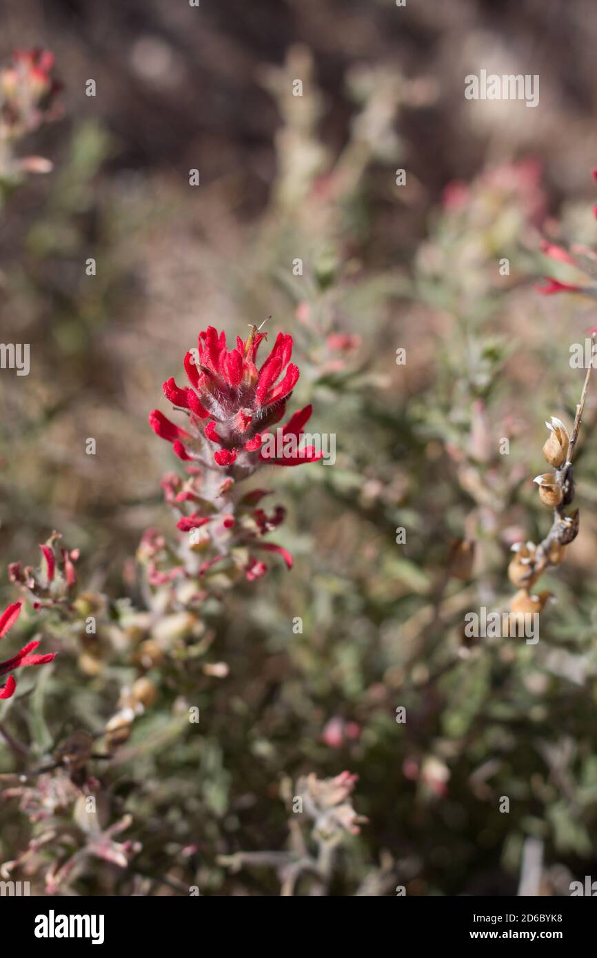 Red inflorescences, Desert Paintbrush, Castilleja Chromosa, Orobanchaceae, native perennial, San Bernardino Mountains, Transverse Ranges, Summer. Stock Photo