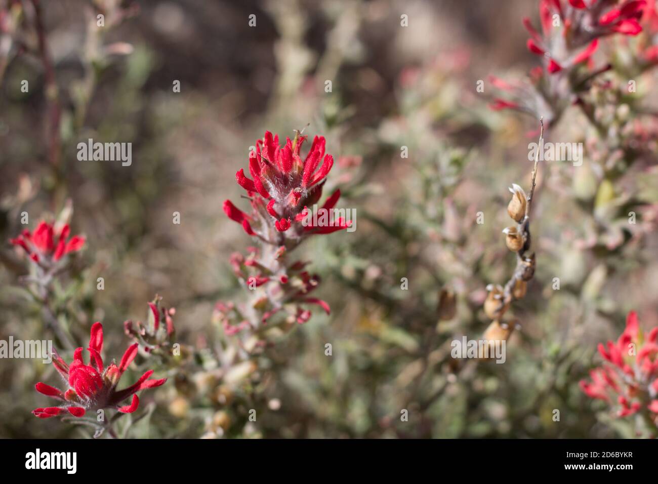 Red inflorescences, Desert Paintbrush, Castilleja Chromosa, Orobanchaceae, native perennial, San Bernardino Mountains, Transverse Ranges, Summer. Stock Photo