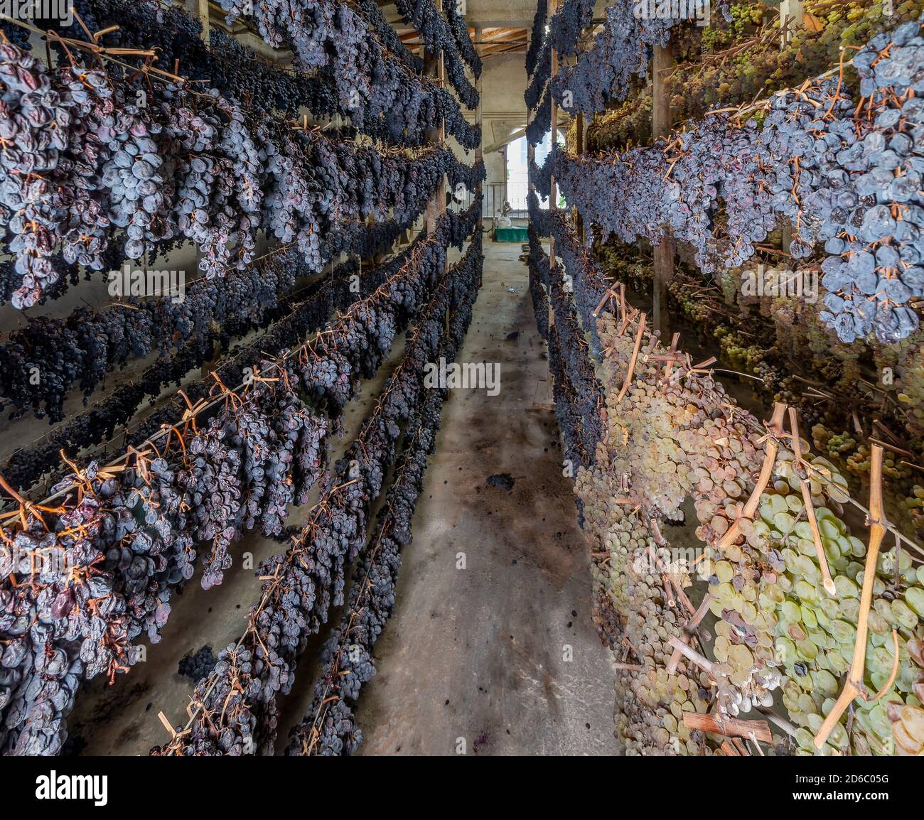 Bunches of black and white grapes are hung in various rows to wither, for the production of the famous vin santo wine, Tuscany, Italy Stock Photo