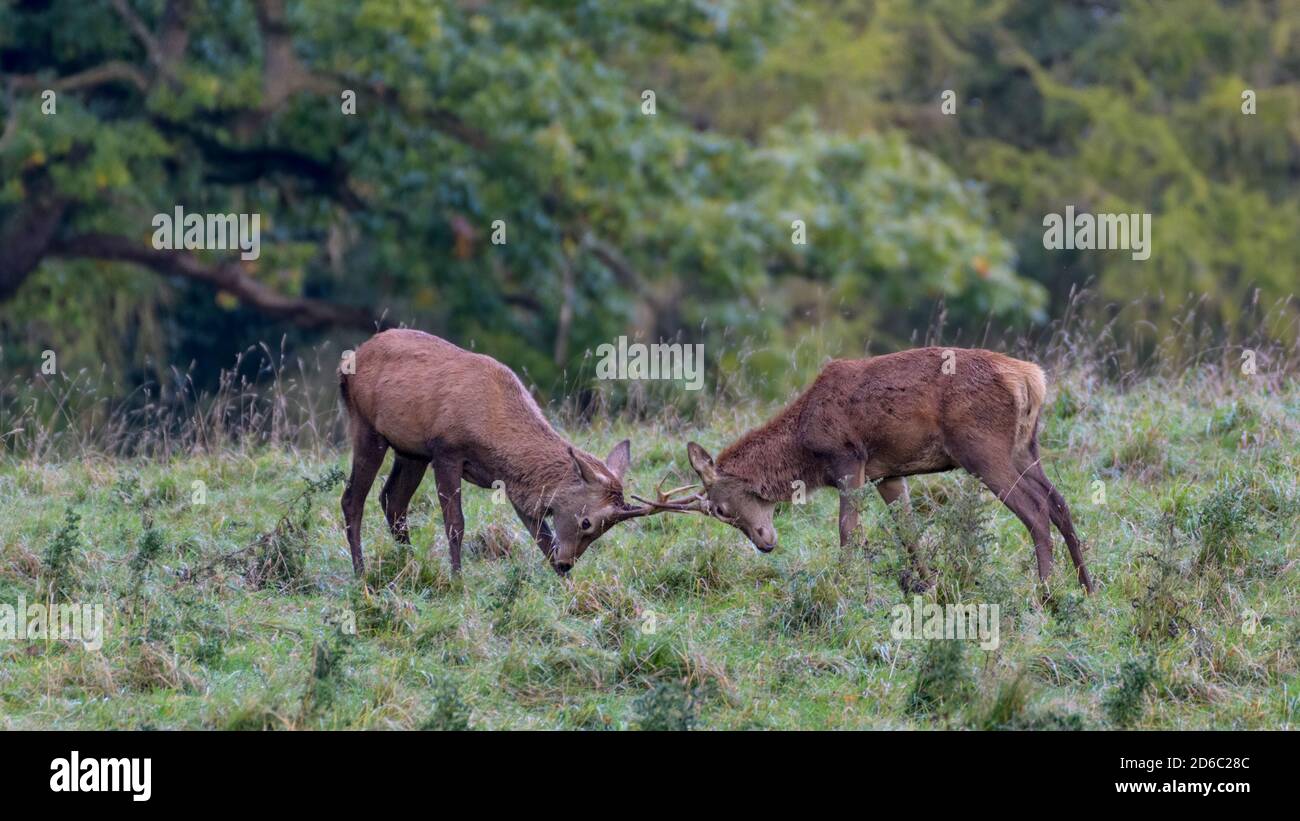 Red Deer Rut, Studley Royal, North Yorkshire Stock Photo