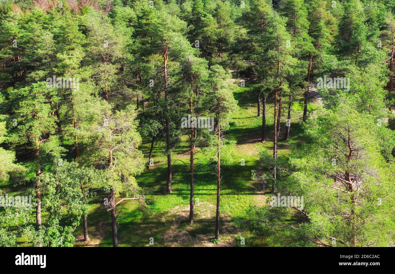 Aerial view of green pine forest - nature landscape Stock Photo - Alamy