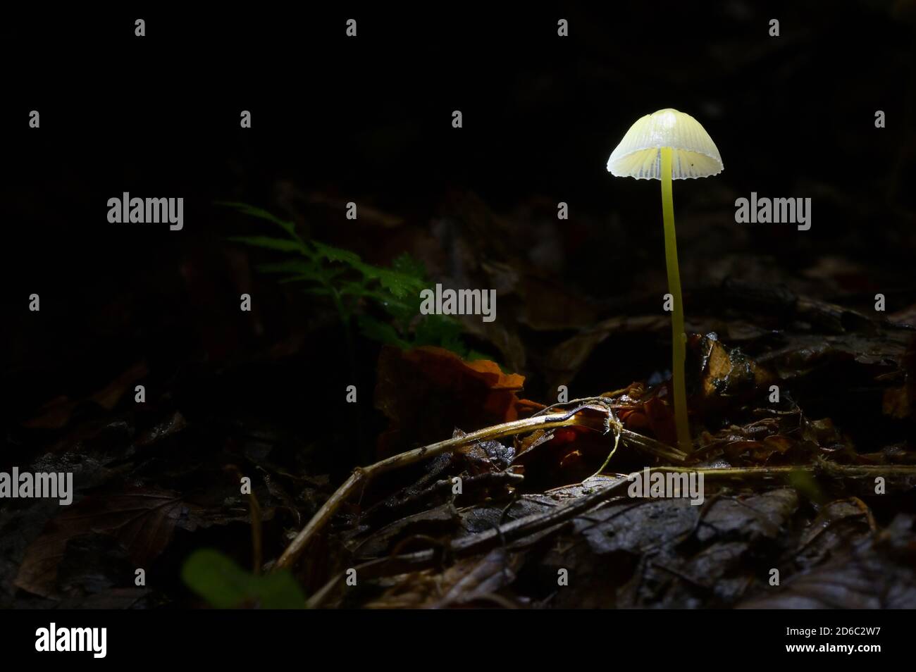 Glowing Mushroom Mycena epipterygia In Dark Forest Stock Photo - Alamy