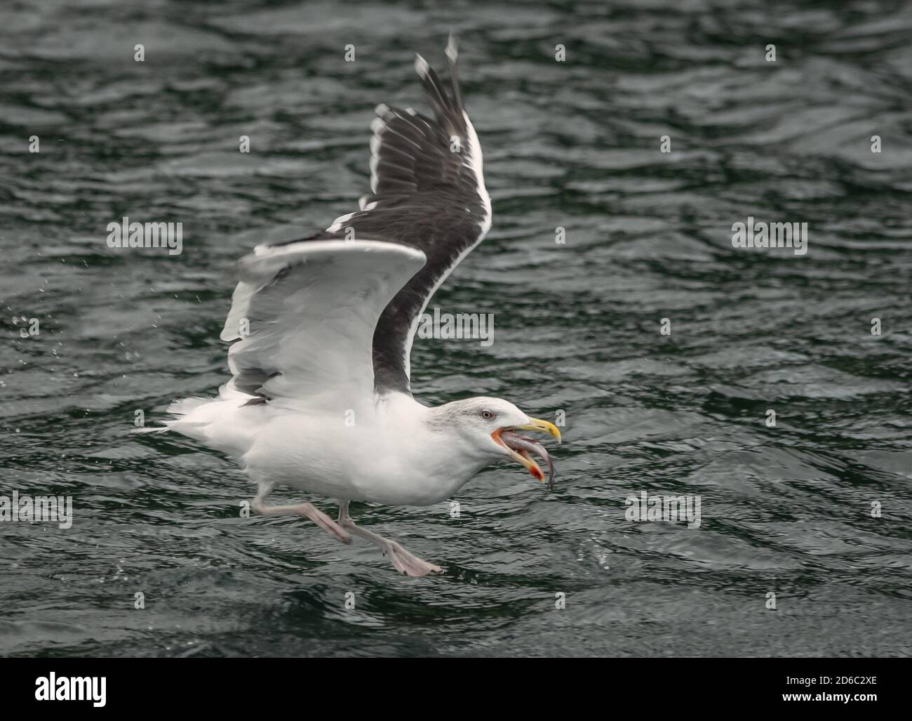 A herring gull flying low over the sea as it scoops up and if swallowing a large fish Stock Photo