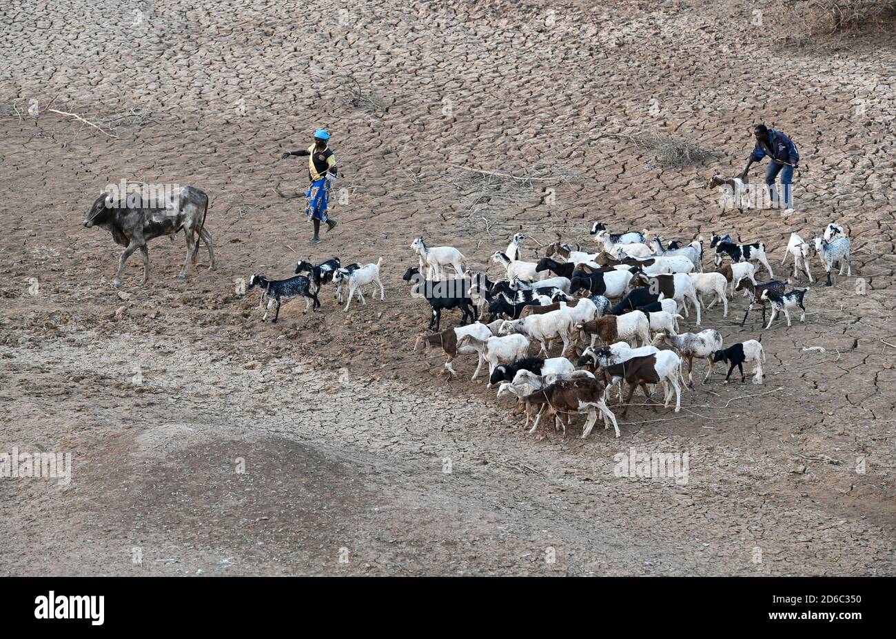 BURKINA FASO, Kaya, Sahel region, cattle herder with goats search for water / BURKINA FASO, Kaya, Tierherde in einem trockenem Flussbett, Suche nach Wasser Stock Photo