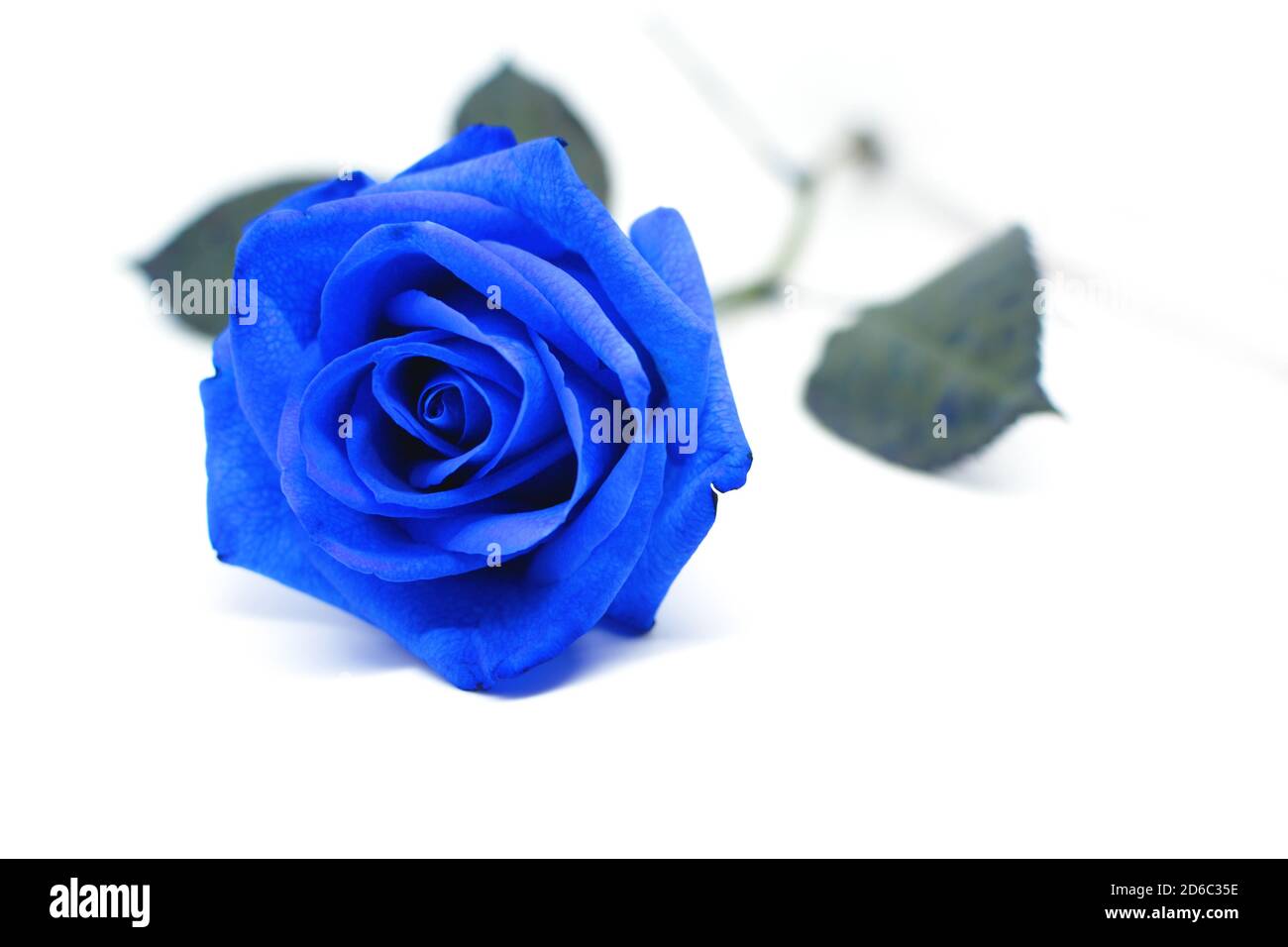 blue rose isolated on white background Stock Photo - Alamy