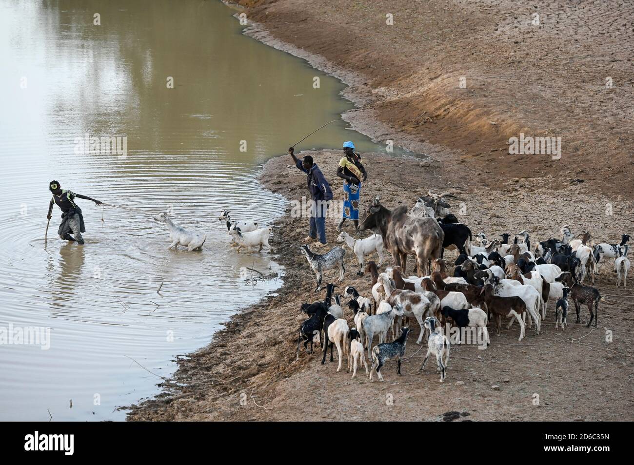 BURKINA FASO, Kaya, cattle herder with goats at small river/ BURKINA FASO, Kaya, Tierherde in einem Flussbett Stock Photo