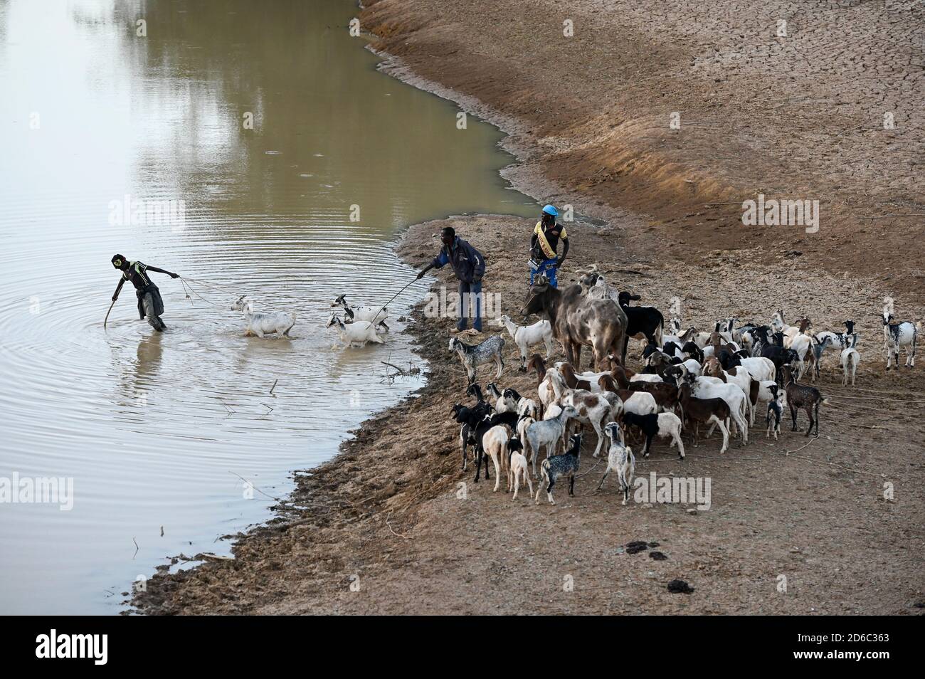 BURKINA FASO, Kaya, cattle herder with goats at small river/ BURKINA FASO, Kaya, Tierherde in einem Flussbett Stock Photo