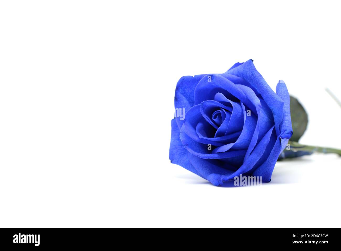 blue rose isolated on white background Stock Photo - Alamy