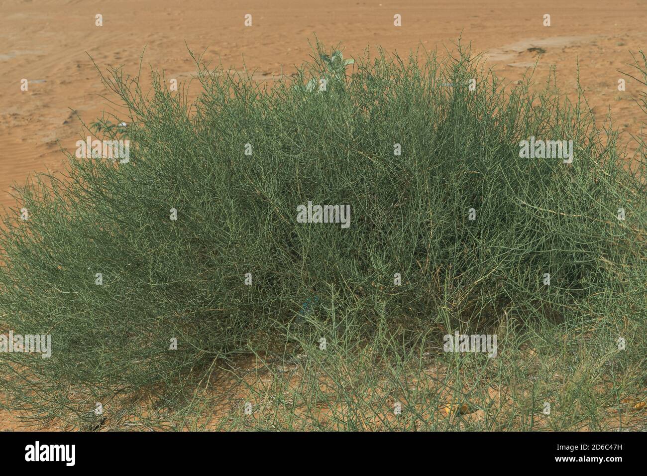 Green resilient desert grass plants with small yellow flowers sits among the patterned and textured orange sands in the United Arab Emirates. Stock Photo