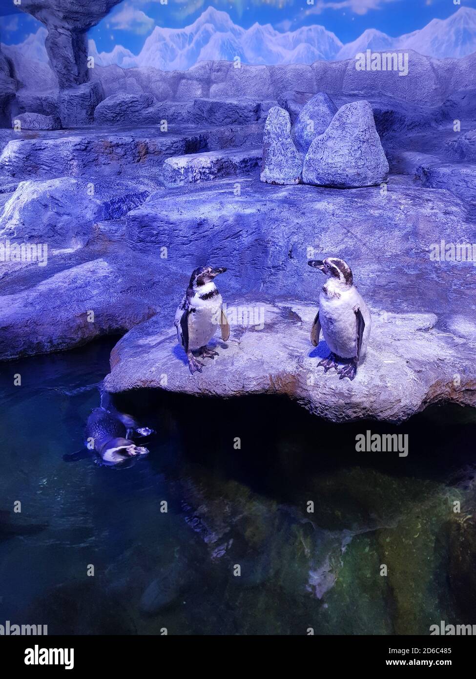 Two penguins are standing on a rock, and the third is swimming under water at the zoo Stock Photo