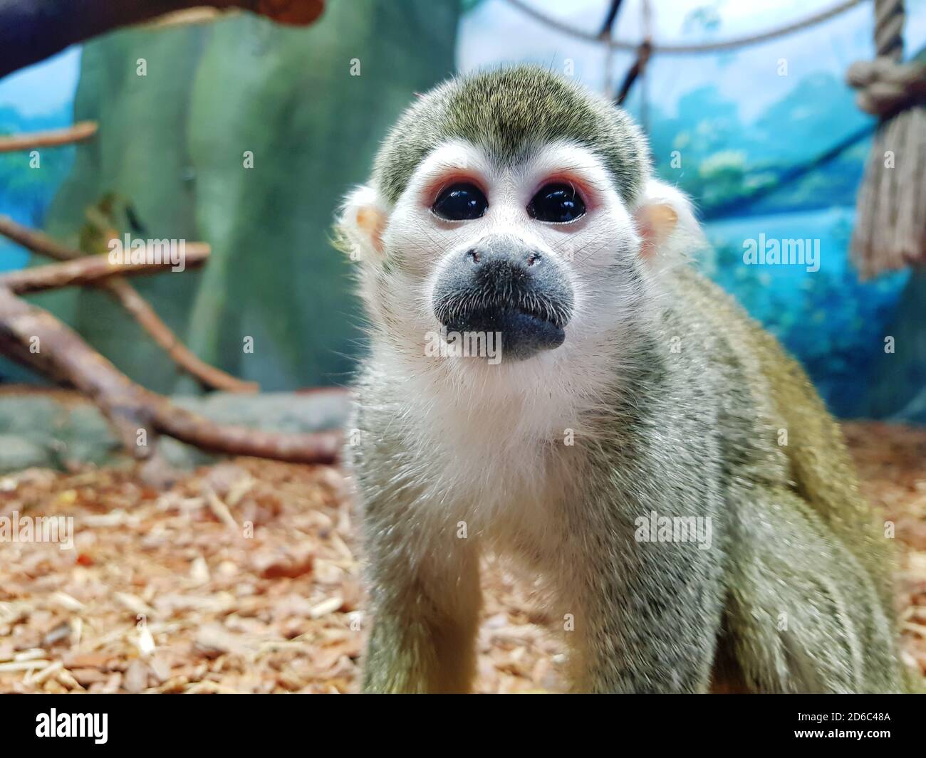 Saimiri sciureus. Close-up of a Common Squirrel Monkey with big eyes in zoo  Stock Photo - Alamy