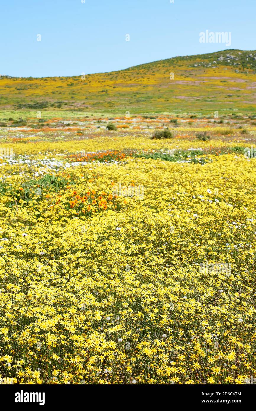 Spring Flowers in Postberg, West Coast National Park, Langebaan, Western Cape Stock Photo