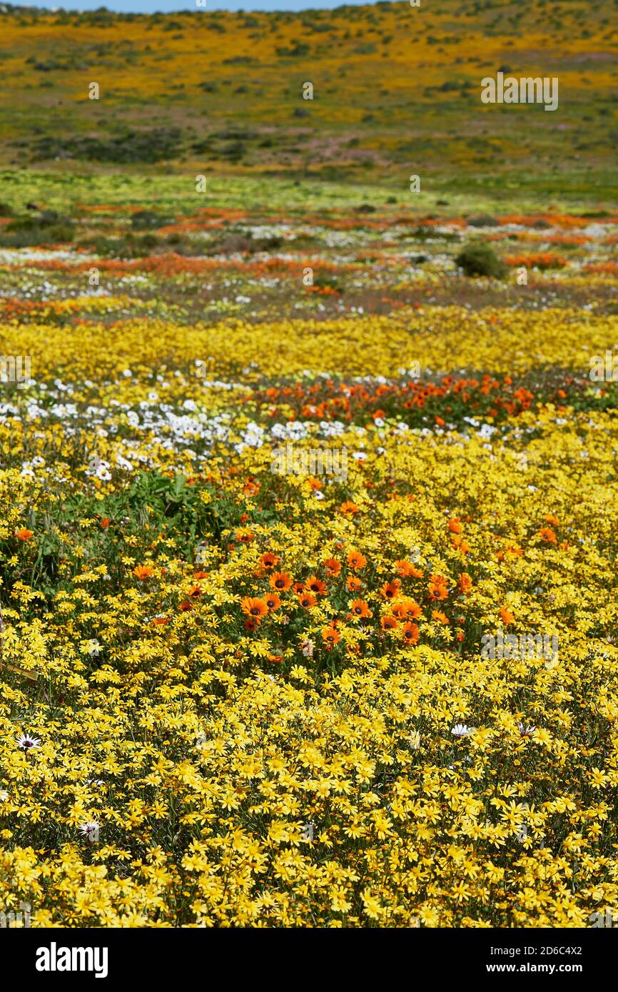 Spring Flowers in Postberg, West Coast National Park, Langebaan, Western Cape Stock Photo