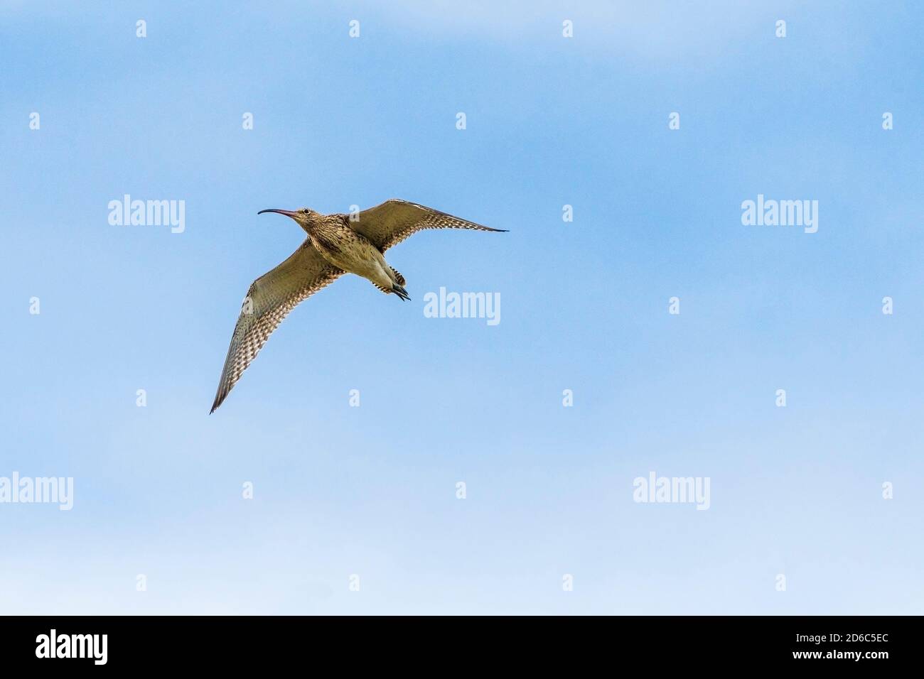 A Curlew Numenius arquata in flight. Stock Photo