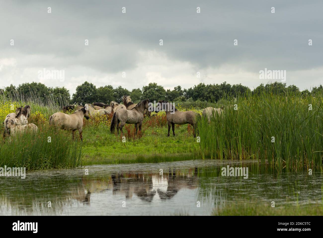 wild-konik-horses-oostvaardersplassen-nature-reserve-flevoland-the