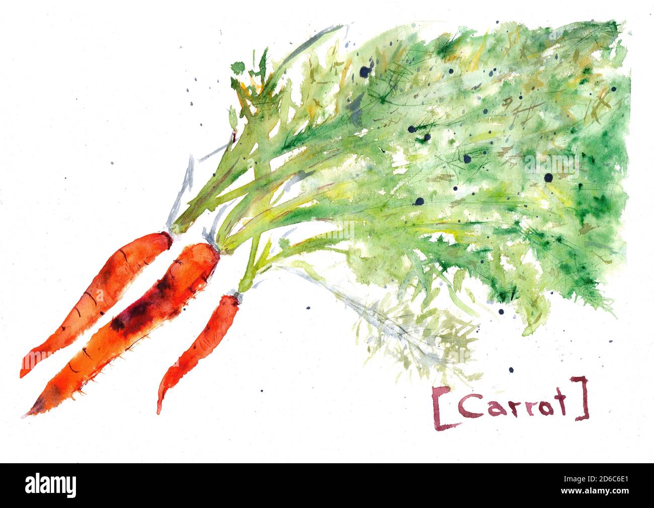 A bunch of carrots three pieces with the inscription. Hand drawn watercolor painting. Carrot watercolour drawing. Vegetables isolated on white Stock Photo