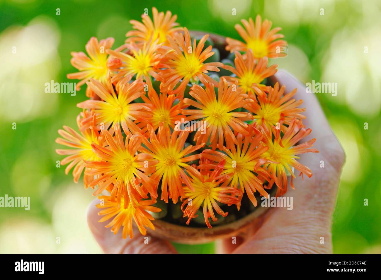 Blooming of Conophytum bilobum. Stock Photo