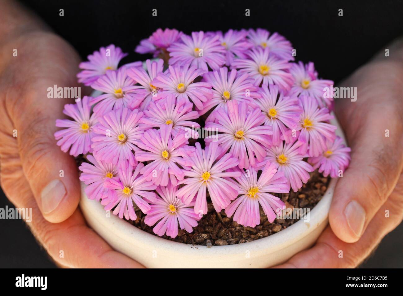 Conophytum praesectum. A succulent plant from South Africa. Stock Photo