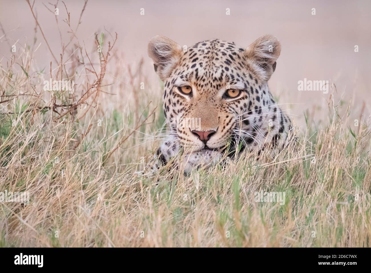 Leopard (Panthera pardus) staring angrily into camera, Okavango Delta, Botswana Stock Photo