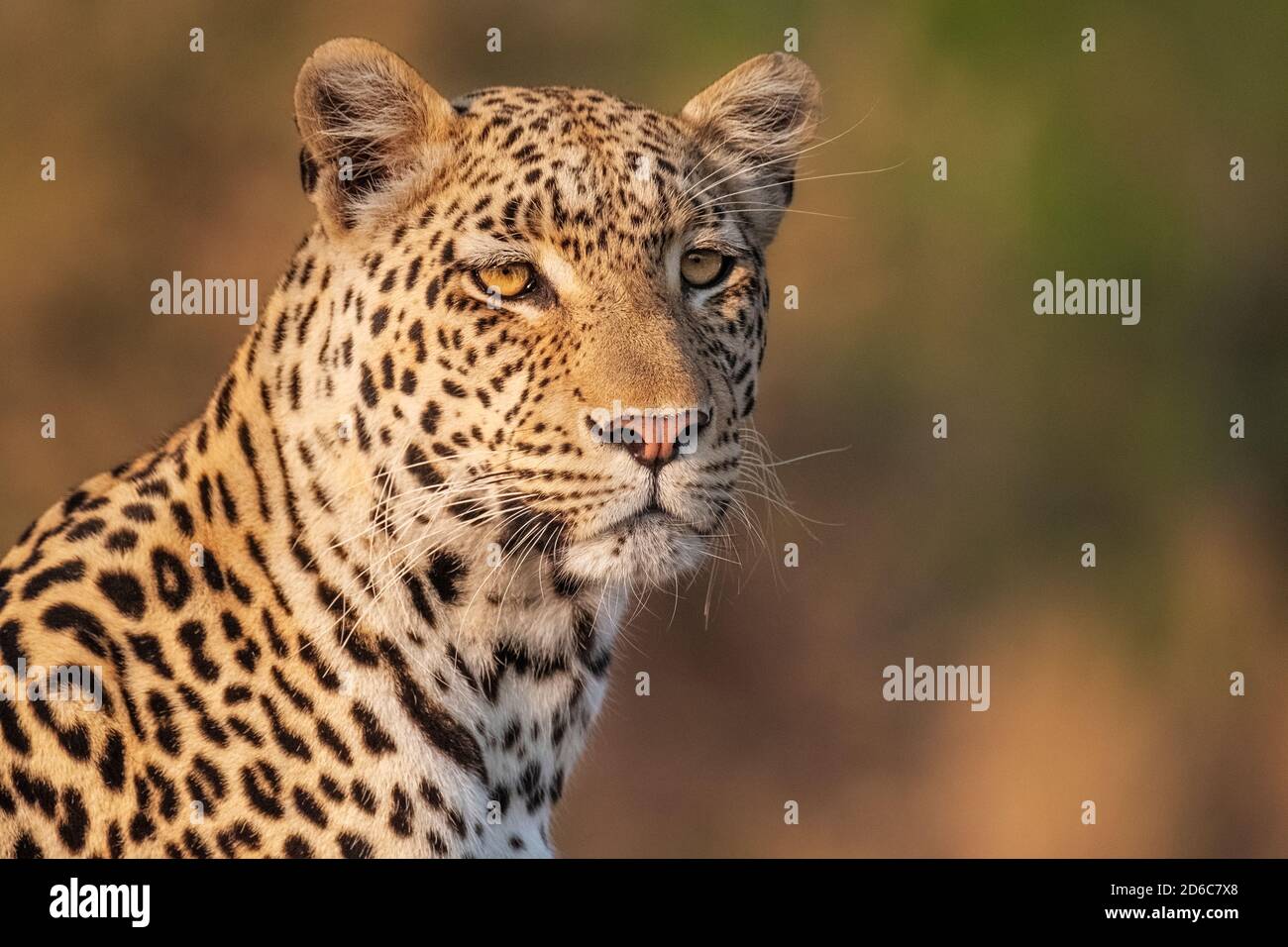 Leopard (Panthera pardus) portrait close-up of the face, Okavango Delta, Botswana, Africa Stock Photo