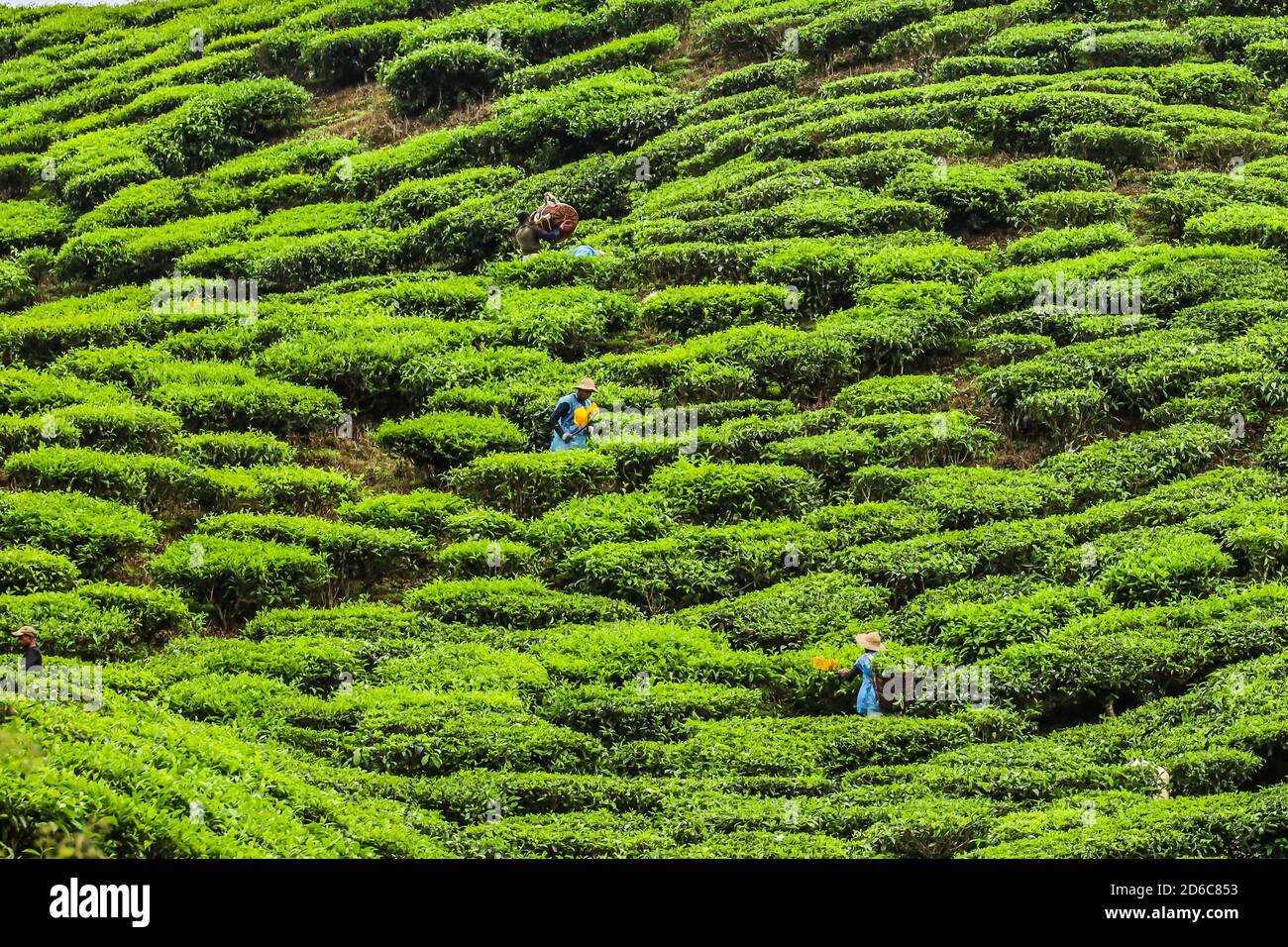 Plantation workers plucking tea leaves in a tea plantation in Malaysia, using cutters instead of the traditional way of picking leaves by hand. Stock Photo