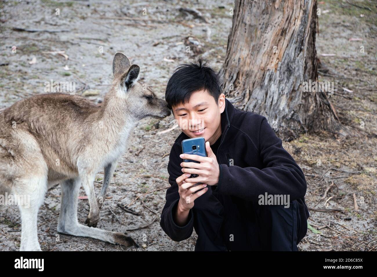 Slim young man taking selfie with kangaroo Stock Photo