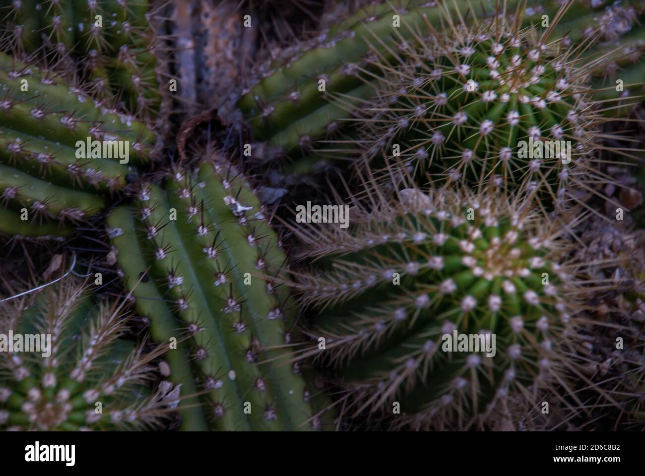 Close up view of clumping groups of tichocereus huascha cactus, also called echinopsis, in the family cactaceae. Pups with ribs. Many yellow colored a Stock Photo