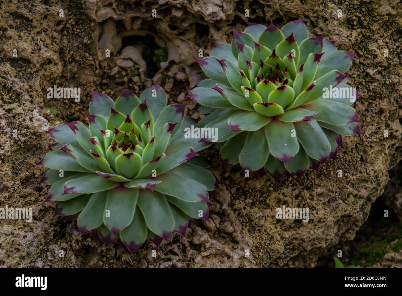 Sempervivum tectorum, Common Houseleek, Perennial plant growing in a botanic garden. No focus, specifically. Stock Photo