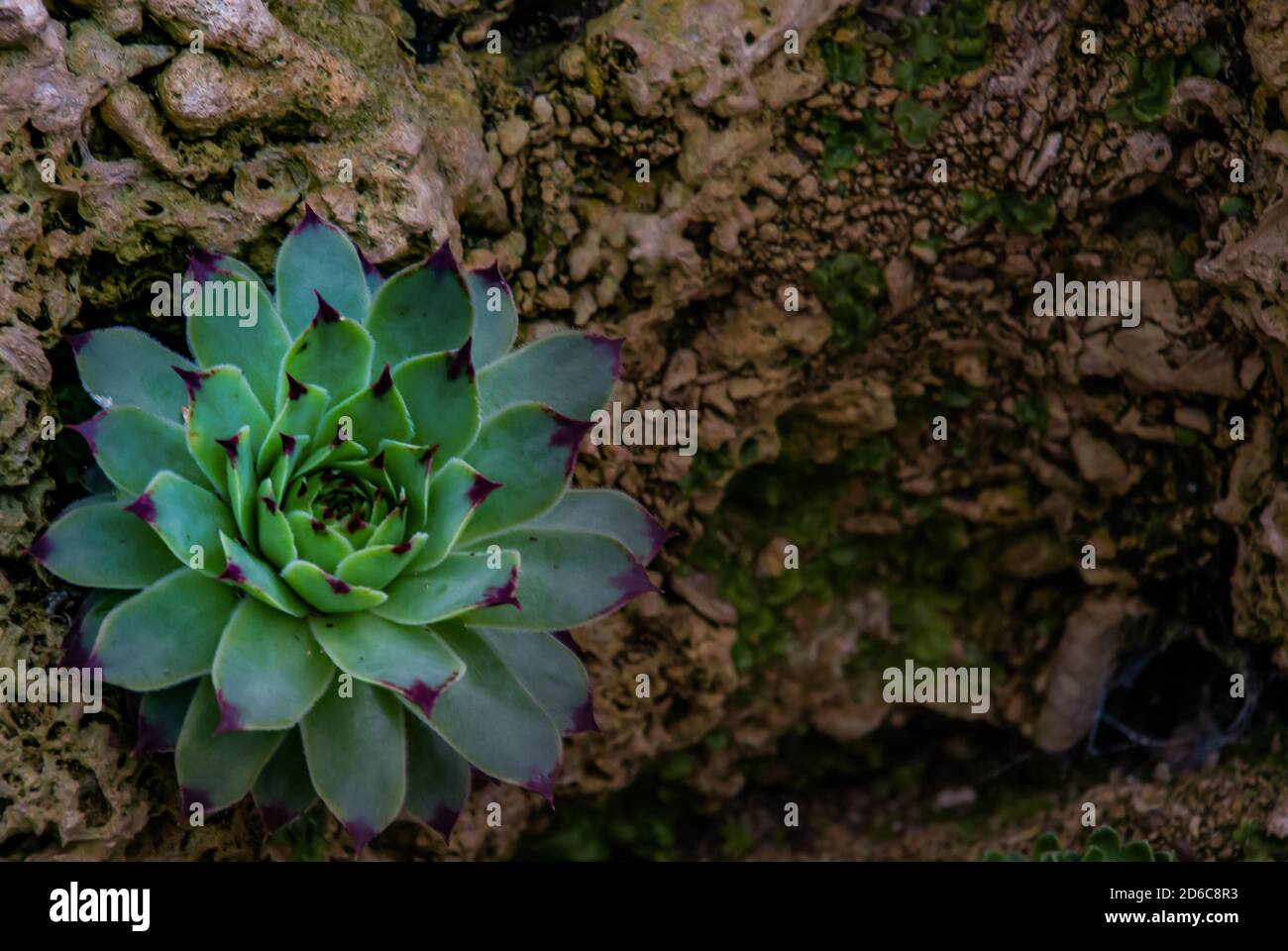 Sempervivum tectorum, Common Houseleek, Perennial plant growing in a botanic garden. No focus, specifically. Stock Photo
