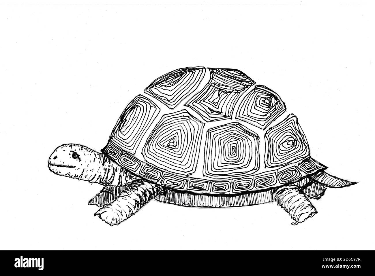 Turtle sketch for coloring book drawn with black pen. Freehand drawing illustration. Land animal. Hand drawn isolated on white background. Copy space. Stock Photo