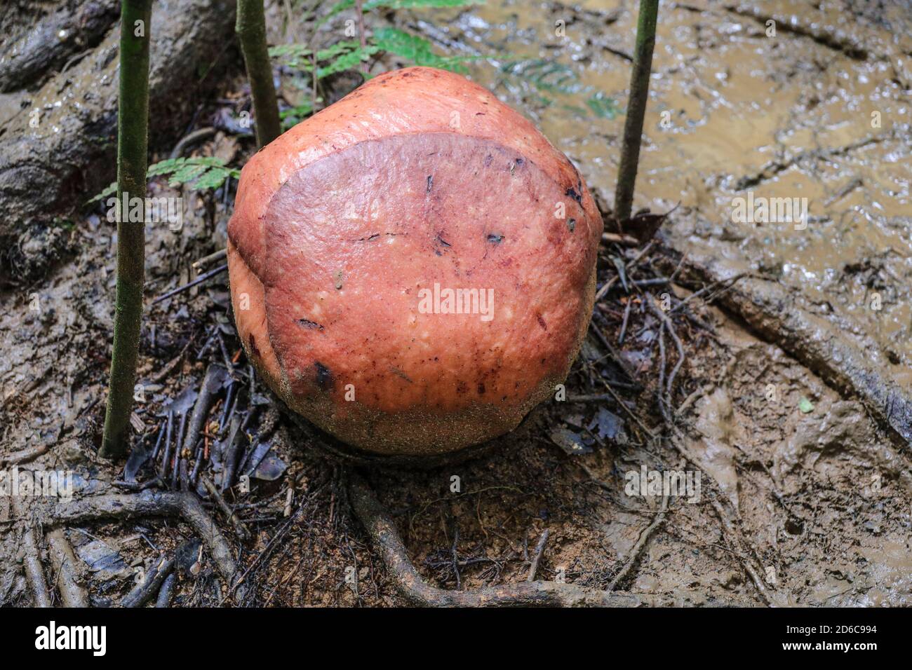 Bud of the Rafflesia kerrii from the rafflesia family, the largest flower in the world which is about to bloom. Stock Photo