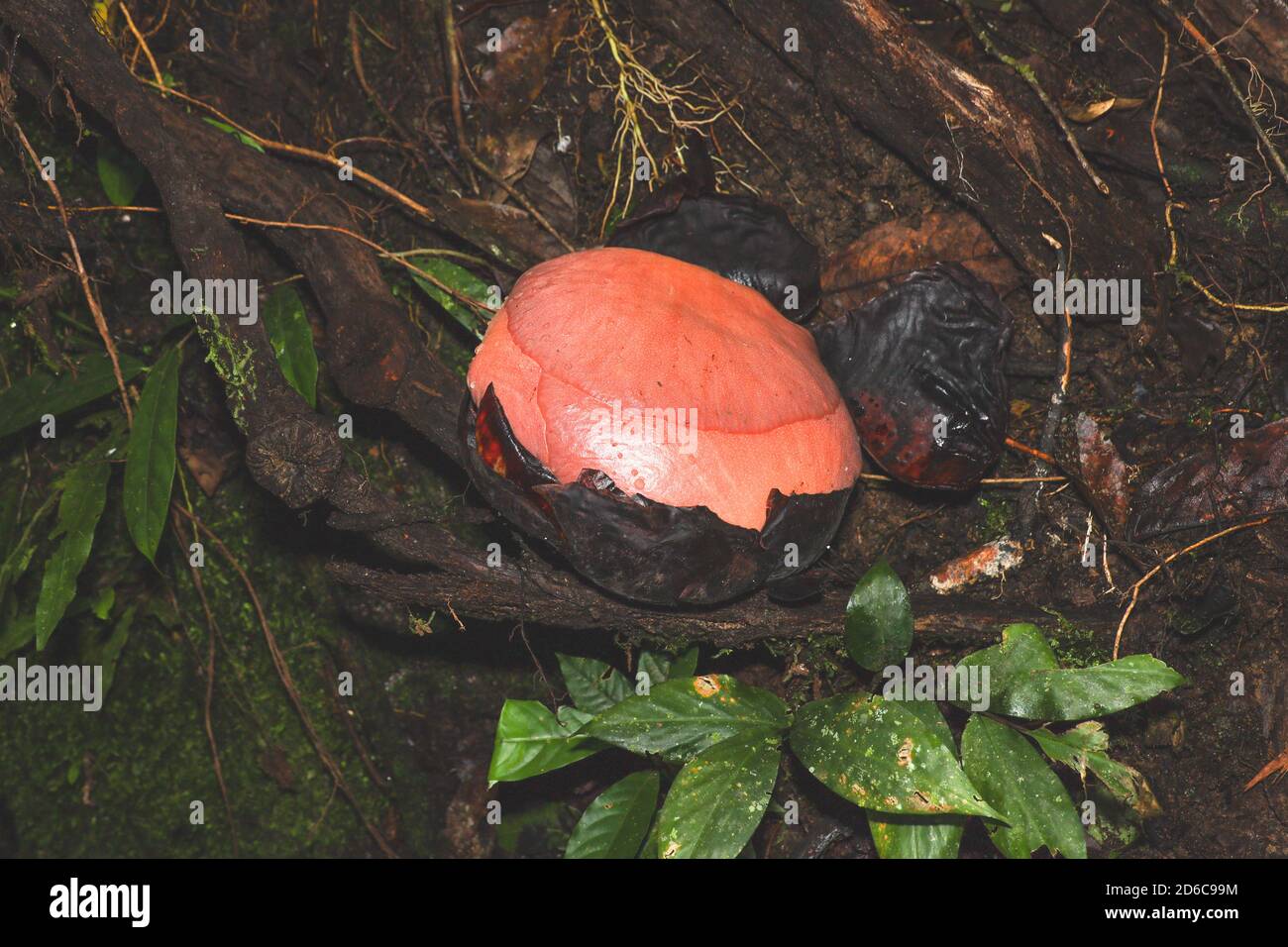 Bud of the Rafflesia kerrii from the rafflesia family, the largest flower in the world which is ready to bloom in another week. Stock Photo