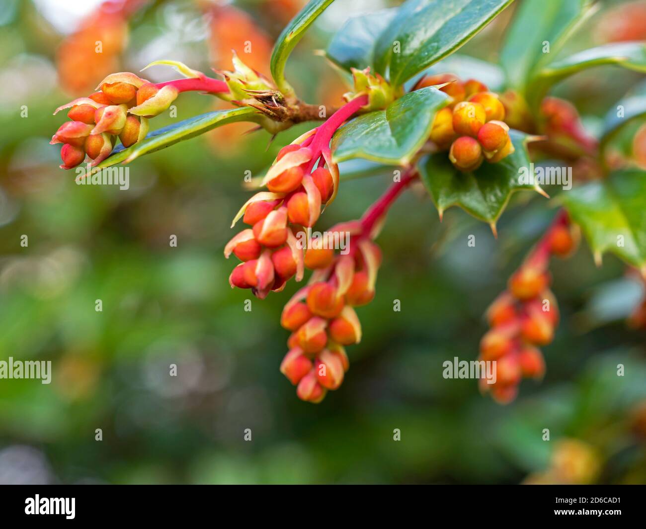 Orange flower buds on a Berberis darwinii shrub in spring Stock Photo