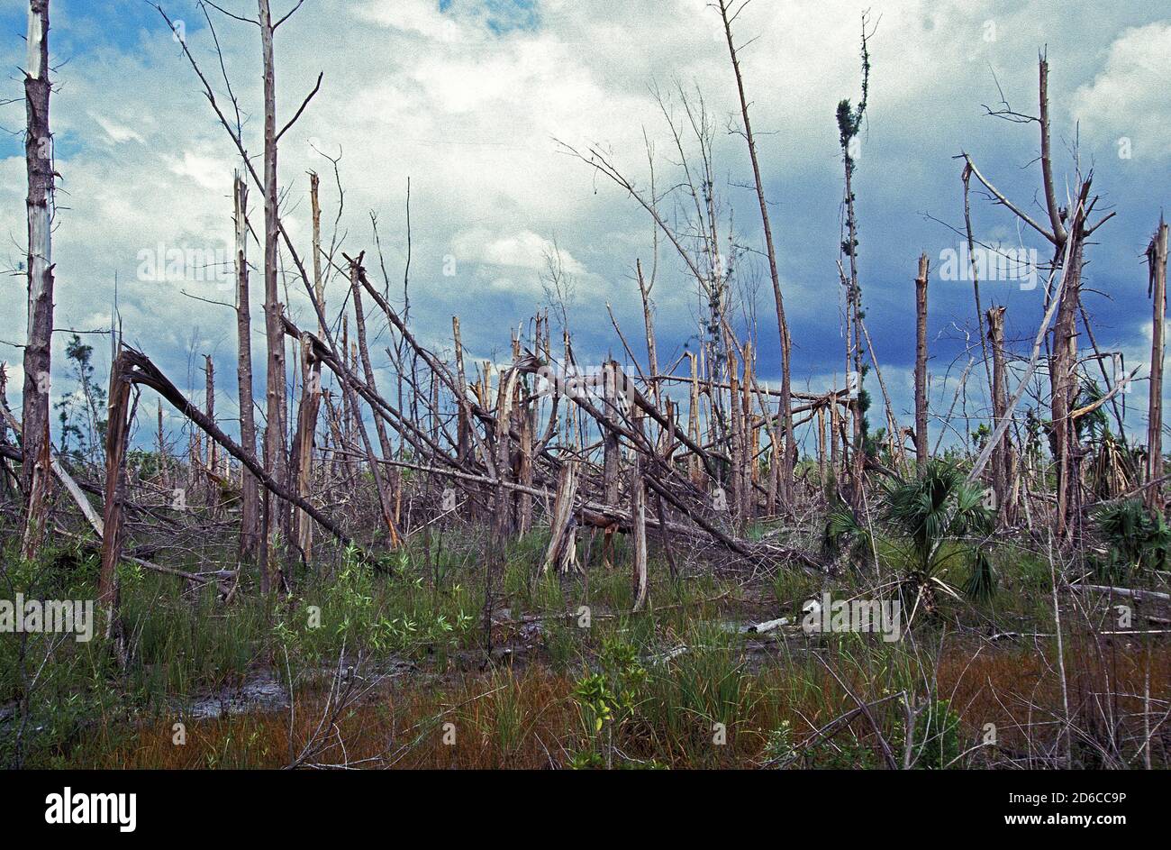 FOREST DESTROYED BY ANDREW HURRICANE IN AUGUST 1992 IN FLORIDA Stock ...