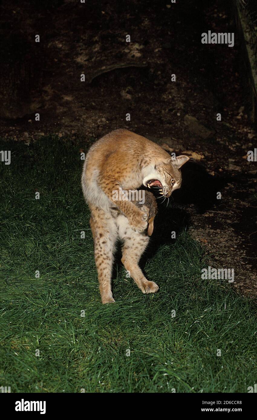 EUROPEAN LYNX felis lynx, ADULTE KILLING AN EUROPEAN RABBIT Stock Photo ...