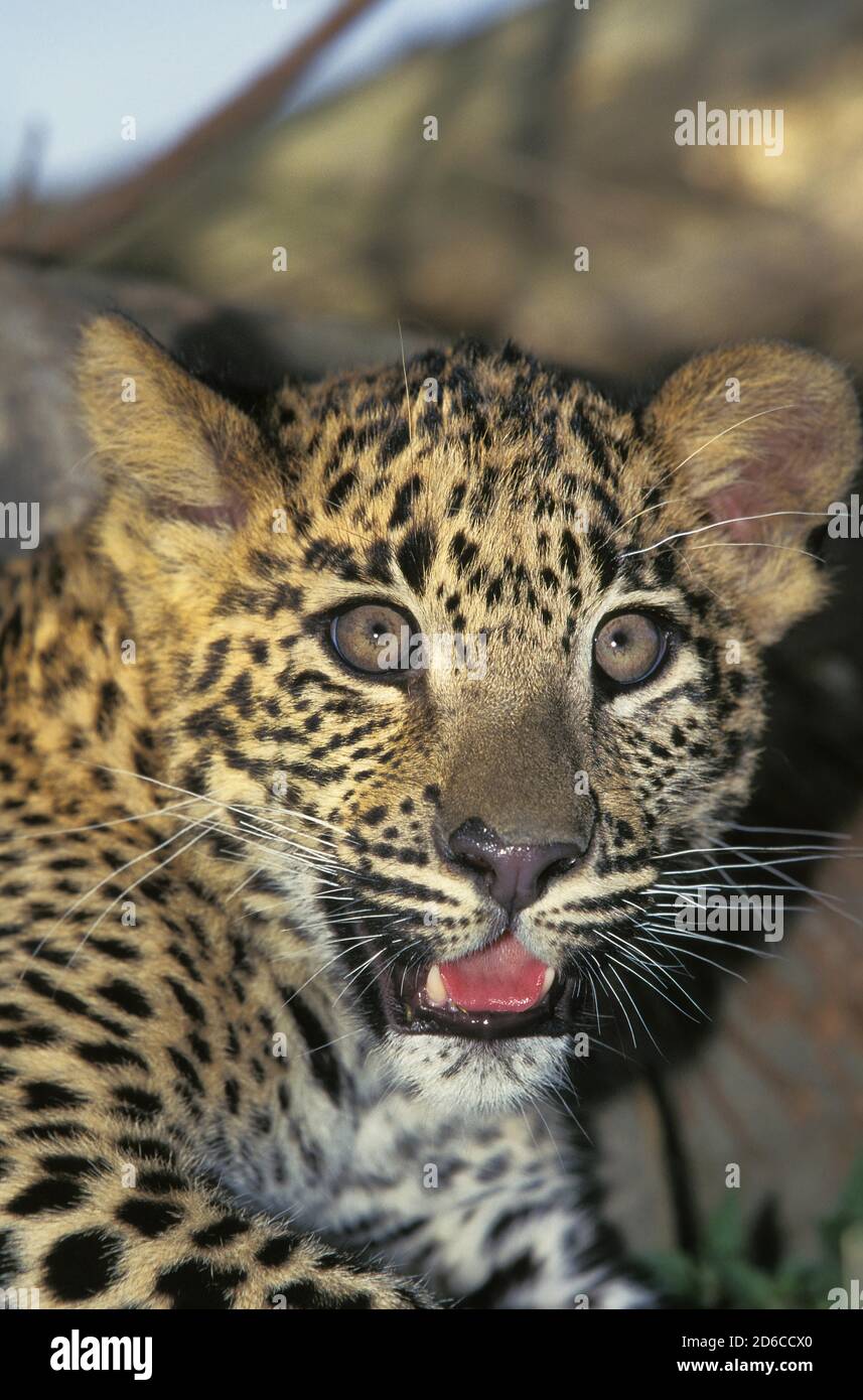 Leopard close up view hi-res stock photography and images - Alamy