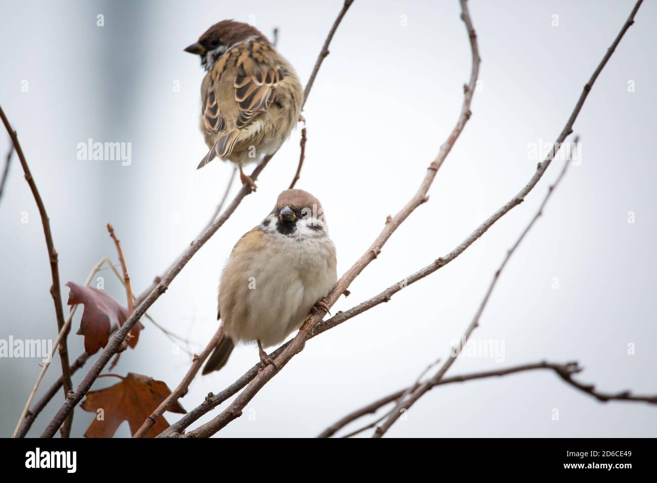 Two eurasian tree sparrows (Passer montanus) sitting on bush branches, Waldviertel, Austria Stock Photo