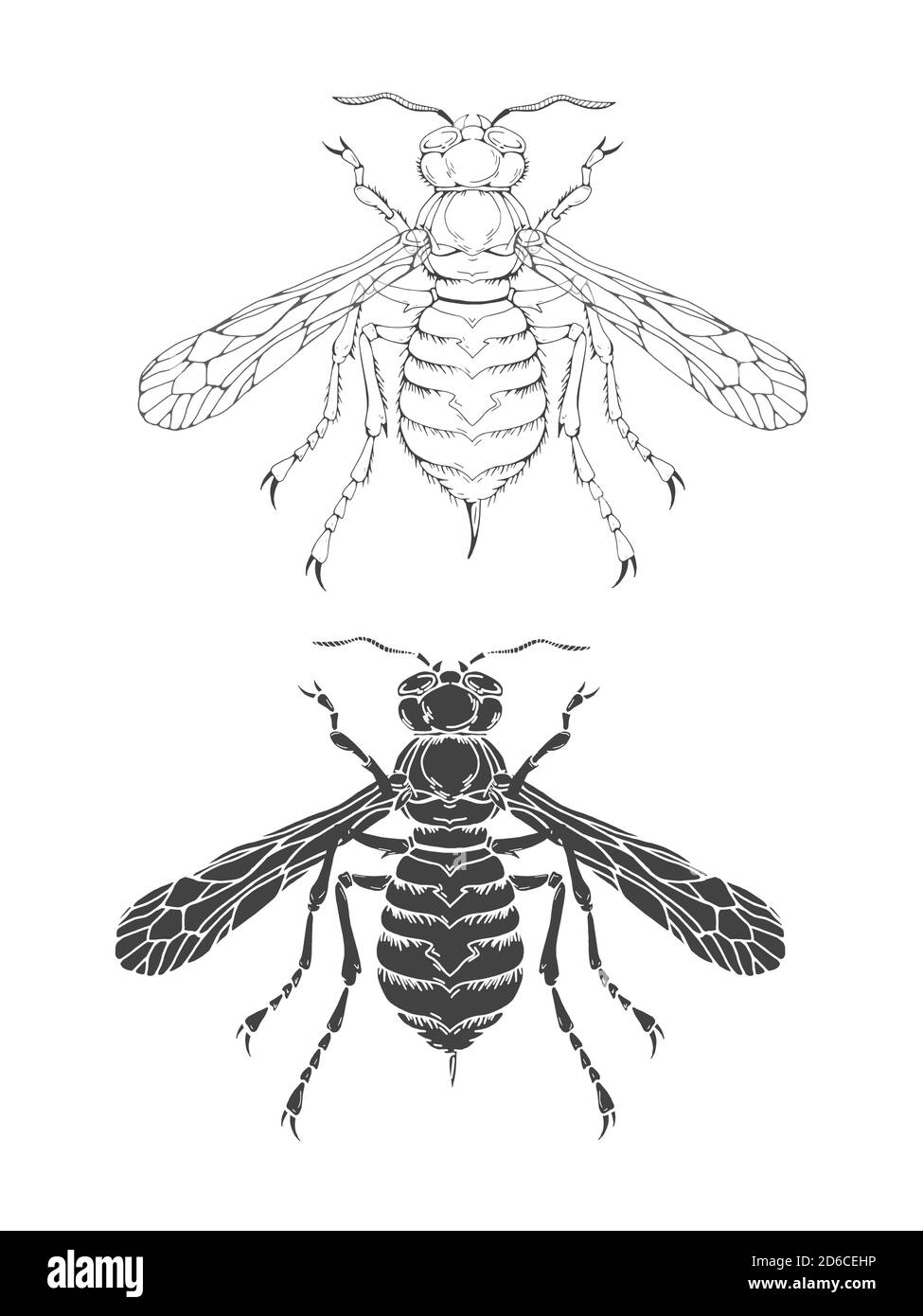 Vector illustration with hand drawn wasp. Two variants of insect ...