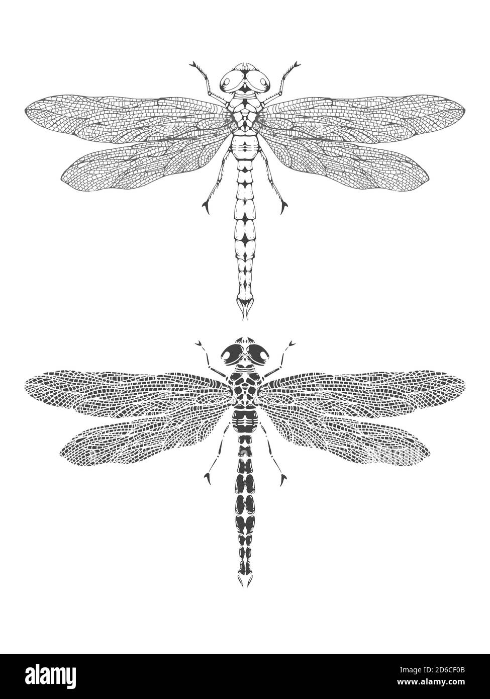 Vector illustration with hand drawn dragonfly. Two variants of insect: outline and silhouette. In realistic style. Isolated on withe background. Stock Vector