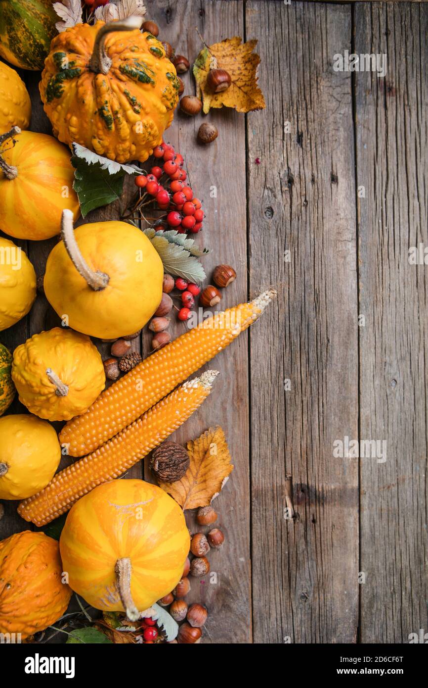 Autumn background with corn, pumpkins, nuts, and leaves on wooden tabel ...