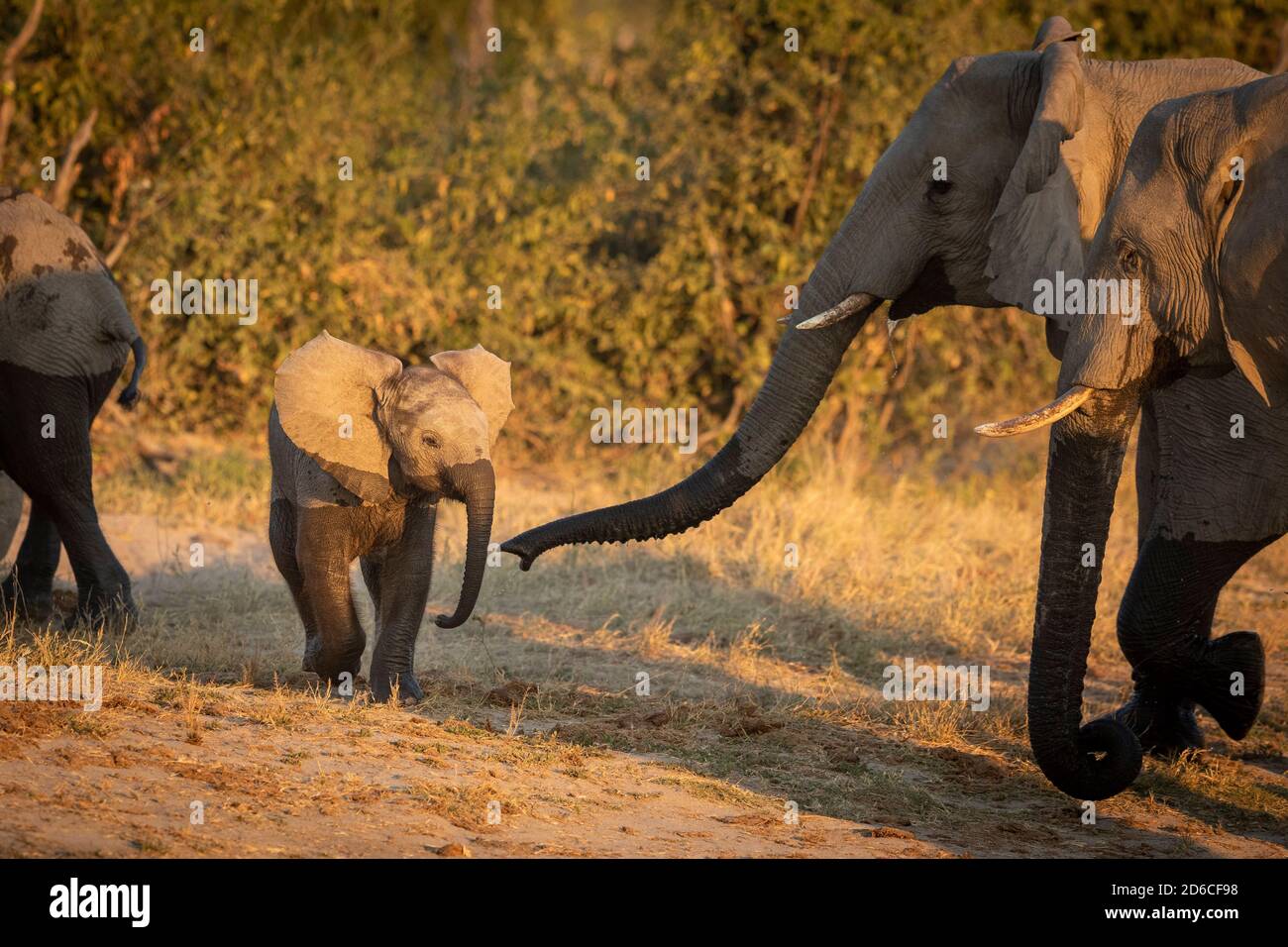 Baby elephant with wet trunk and legs walking with its herd in golden sunlight in Savuti in Botswana Stock Photo