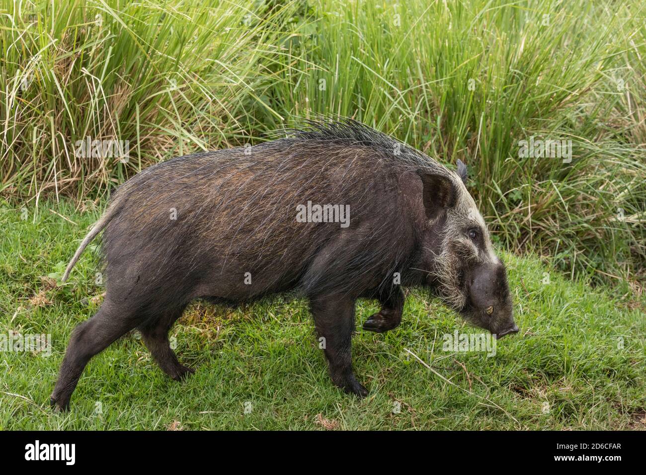 Adult bush pig walking in green grass looking alert in Ngorongoro Crater in Tanzania Stock Photo