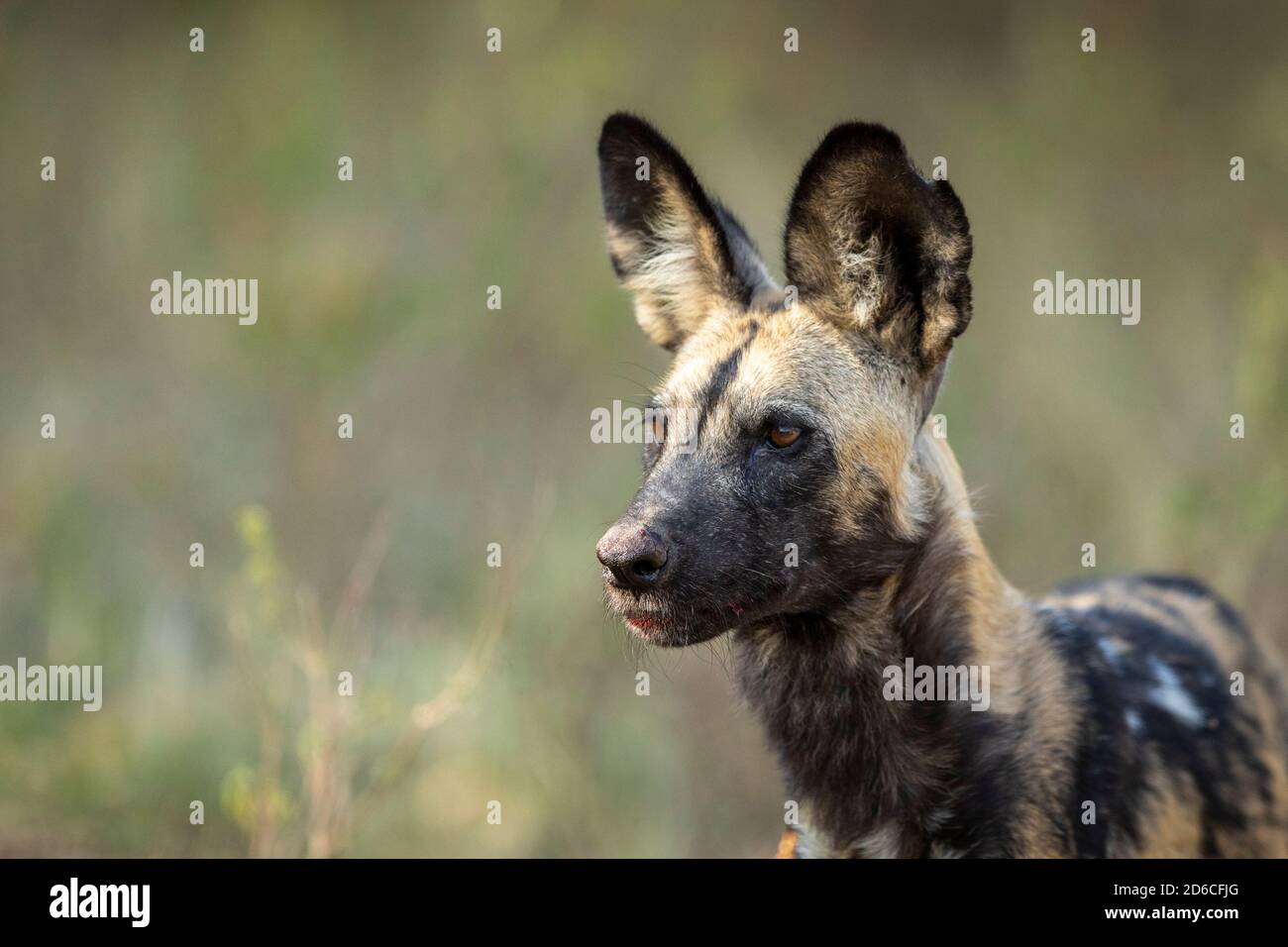 Horizontal portrait of an adult hunting dog watching prey with blood on its mouth in Khwai River Okavango Delta in Botswana Stock Photo